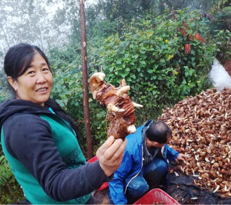 云南寶田武定滇重樓種植合作客戶