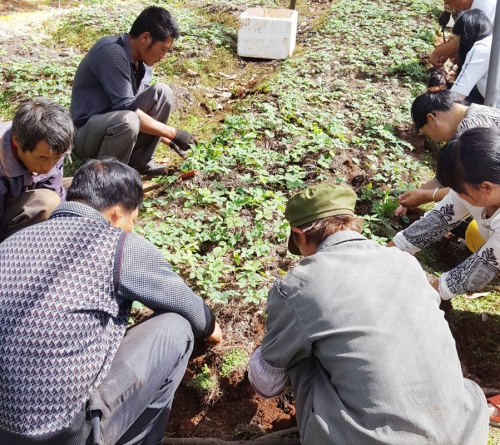 大理客戶到寶田農(nóng)業(yè)滇重樓基地挖苗