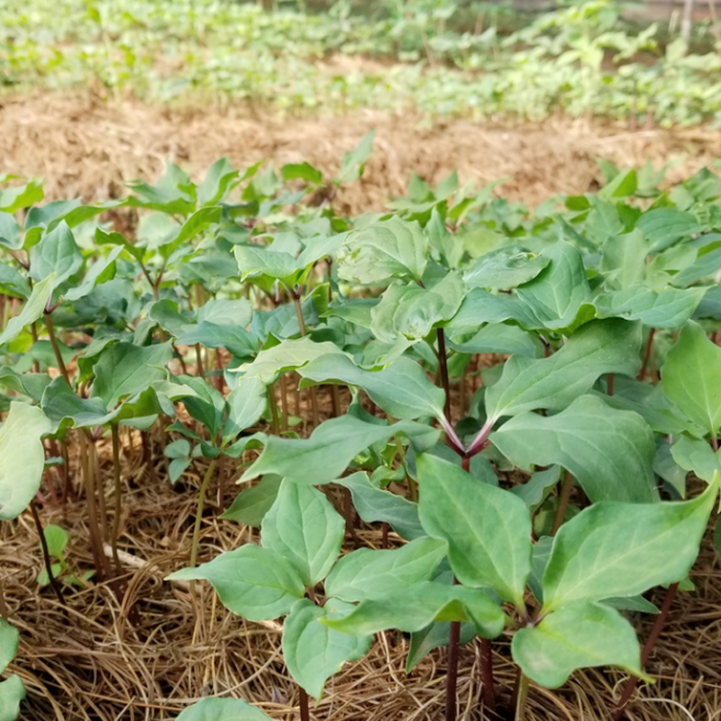 云南寶田農(nóng)業(yè)3年滇重樓種苗育苗基地