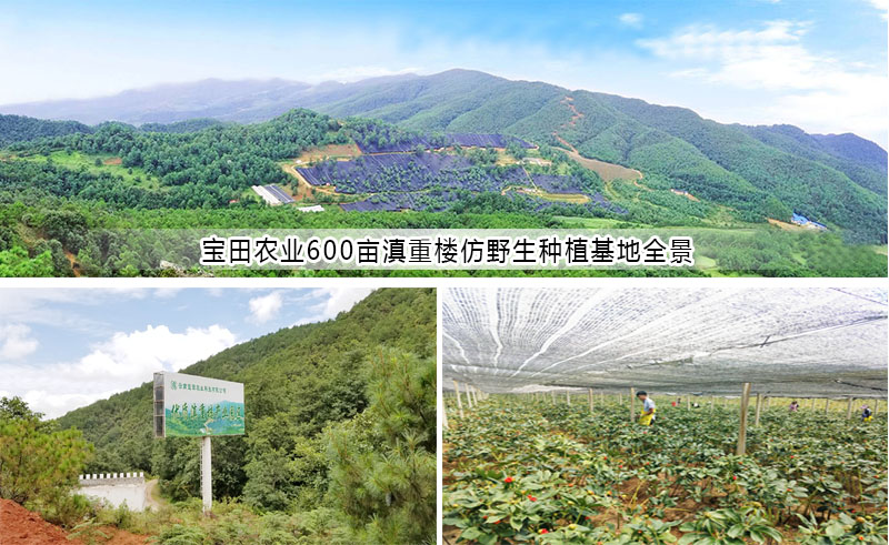 滇重樓種植基地