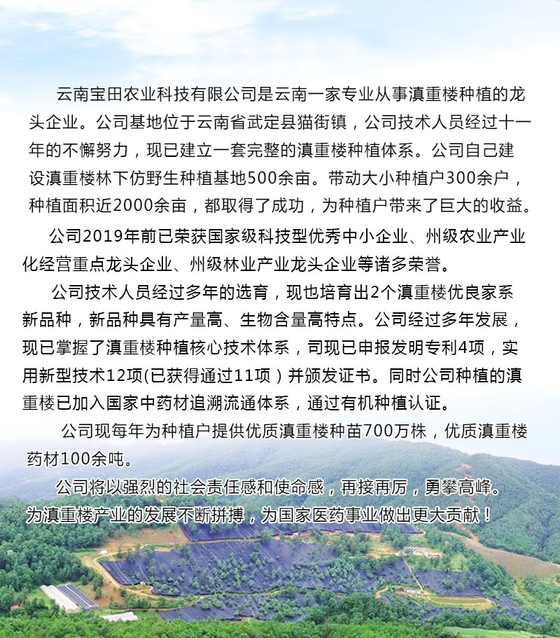 云南滇重樓種植基地