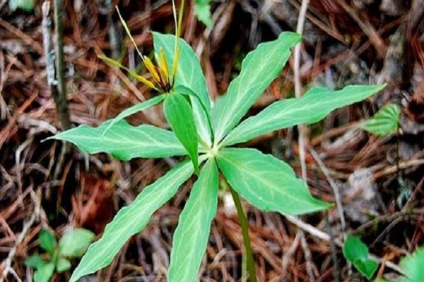 華重樓